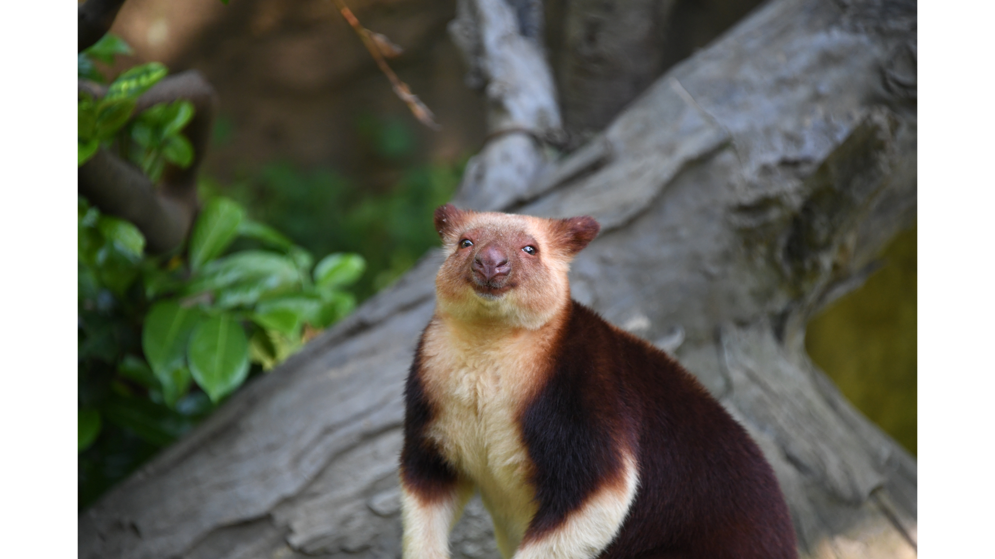 オカピーも見ることが出来るよこはま動物園ズーラシアです