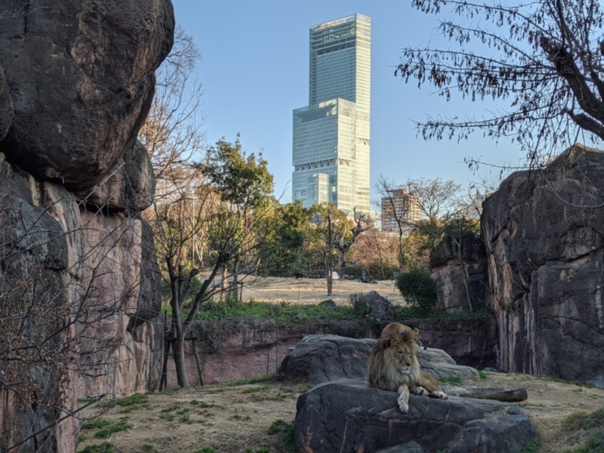 天王寺動物園ライオンとあべのハルカス