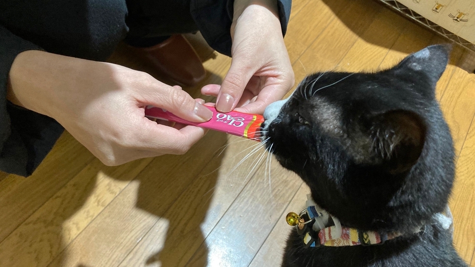 猫好き集まれ！！看板ネコ「クロくん」と触れ合う癒し旅★グッズ特典付き＜2食付＞