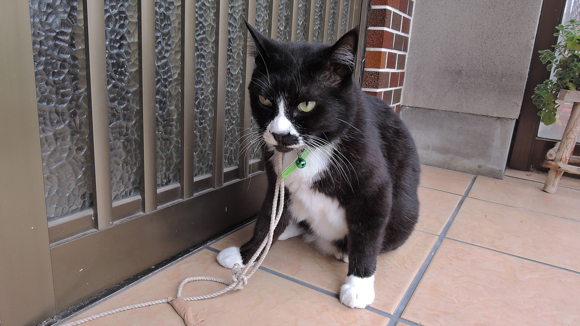 *おすわりクロくん 「こんにちわ。看板猫のクロですにゃ。」