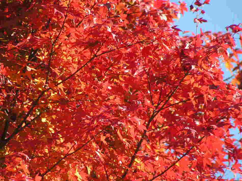 ☆錦秋の八ヶ岳☆　紅葉と秋の味覚プラン　・・・秋ものがたり・・・