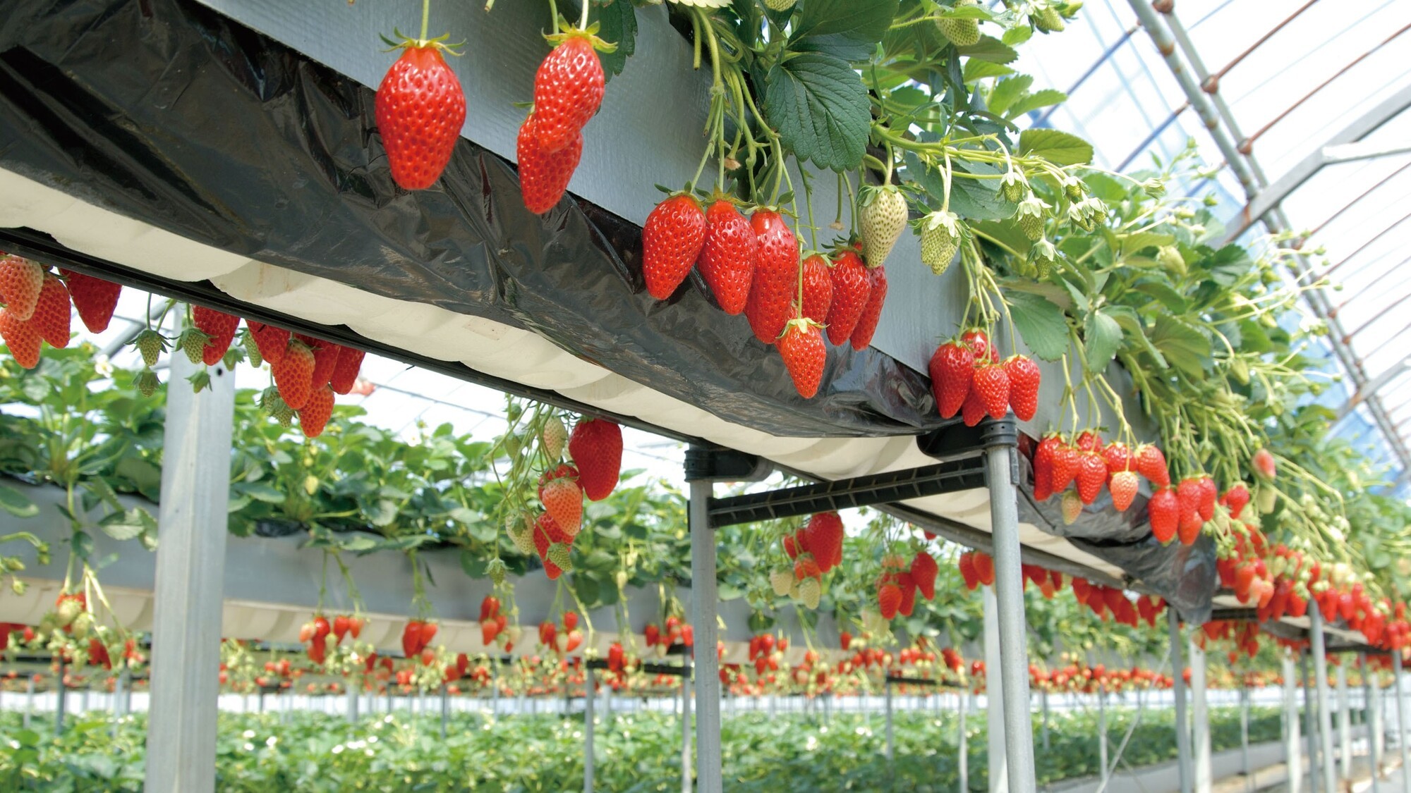 【アグリス浜名湖】