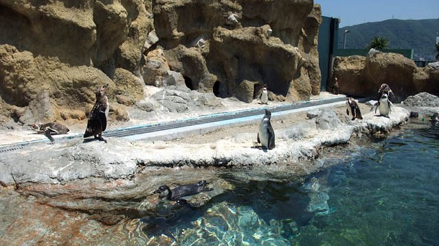 海響館ペンギンゾーン