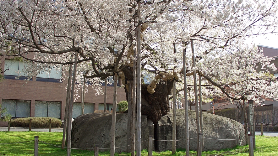 国の特別天然記念物　石割桜