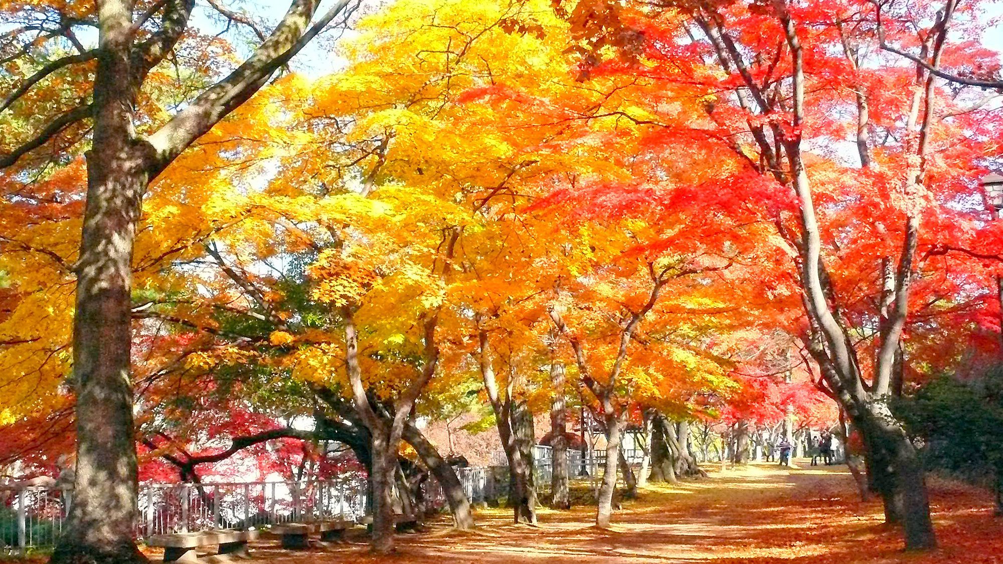 ◆盛岡城跡公園（秋）