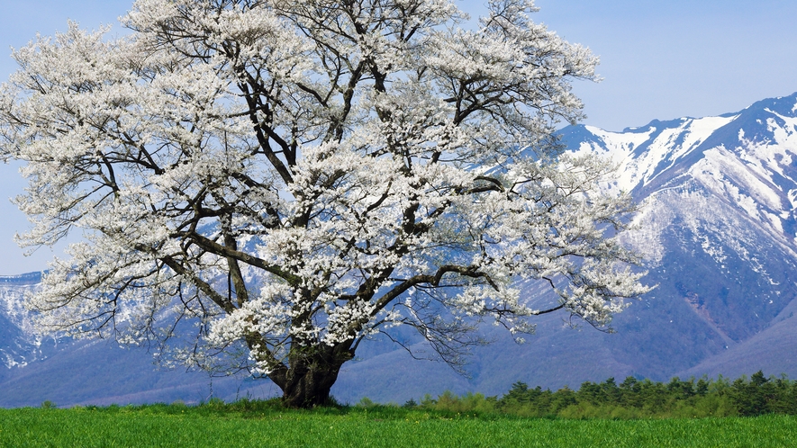 ◆小岩井農場の桜