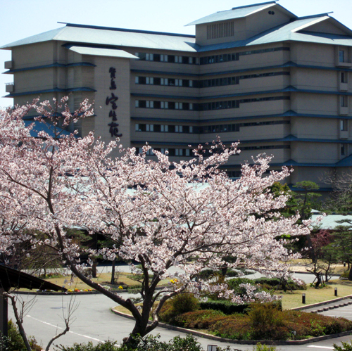 ■ Sakura appearance image