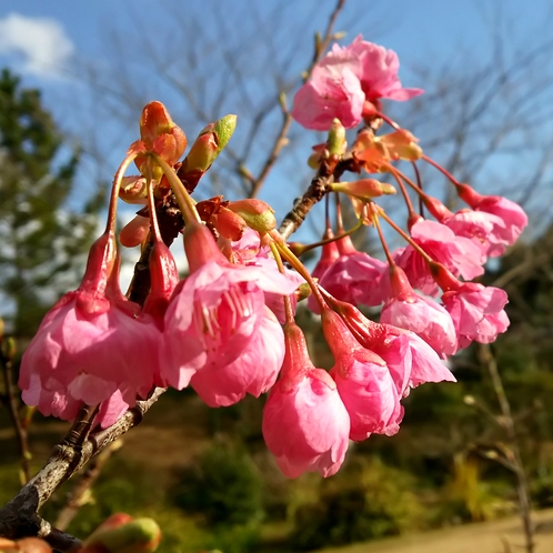 寒緋桜(2月中旬頃～3月上旬)