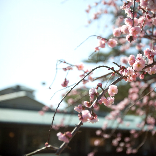 玄関前のしだれ梅（2月～3月頃)