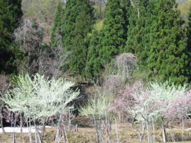 春の山里