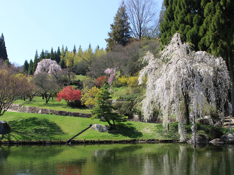 三景園しだれ桜