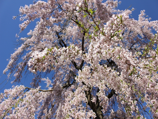 三景園桜