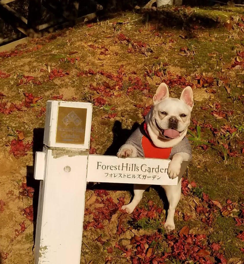 愛犬お散歩イメージ③