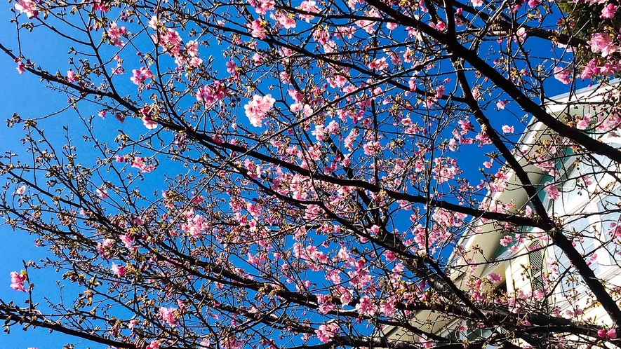 ・河津桜シーズンは庭に咲く濃いピンク色の河津桜が楽しめます