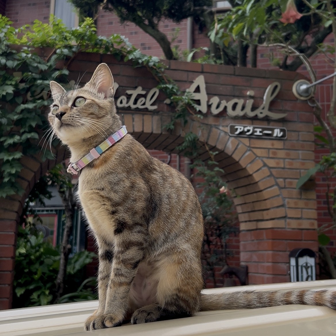 直前割【祝！看板猫ランキング受賞記念】ビ-フシチュ-を楽しむ洋食プラン5〜15％オフ+オプション特典