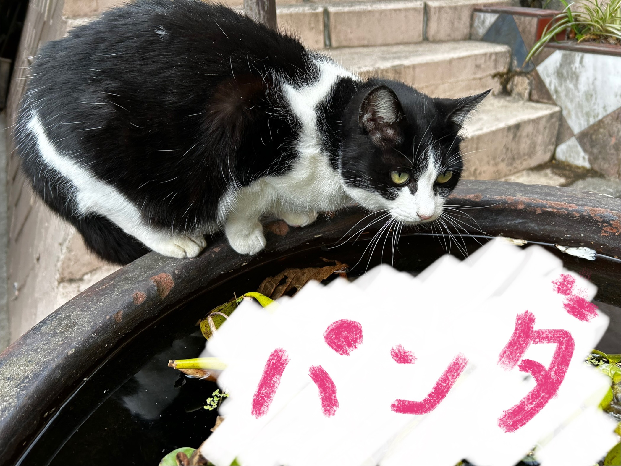 「パンダちゃん」