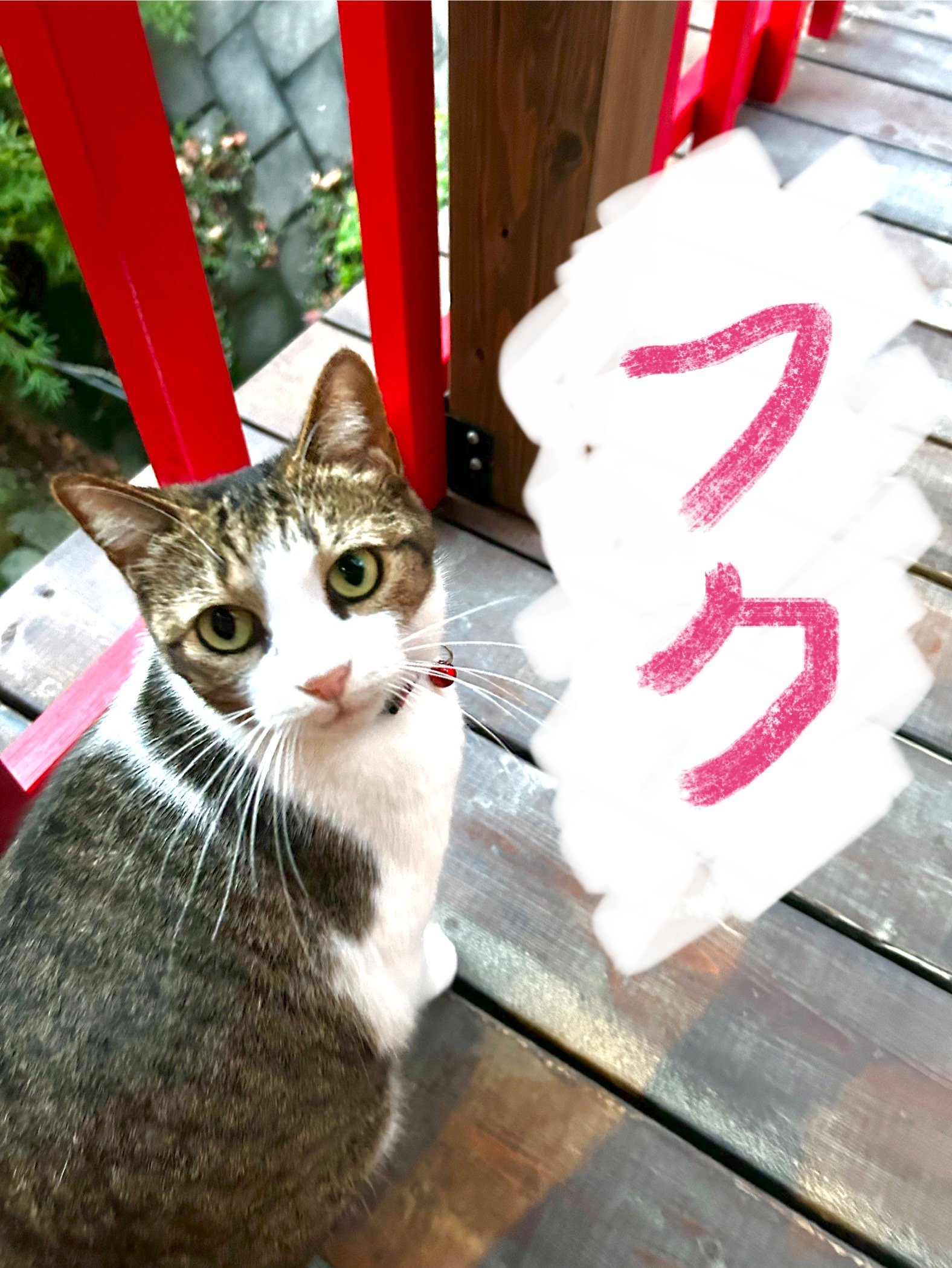 「フクちゃん」