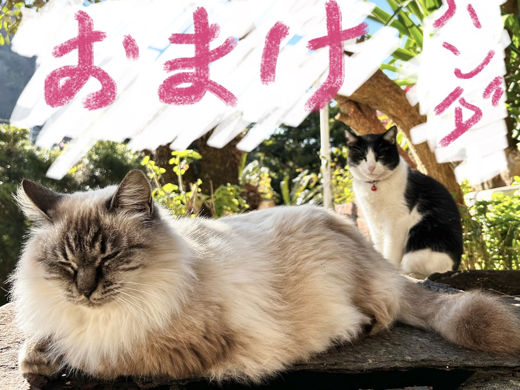 「おまけちゃん」