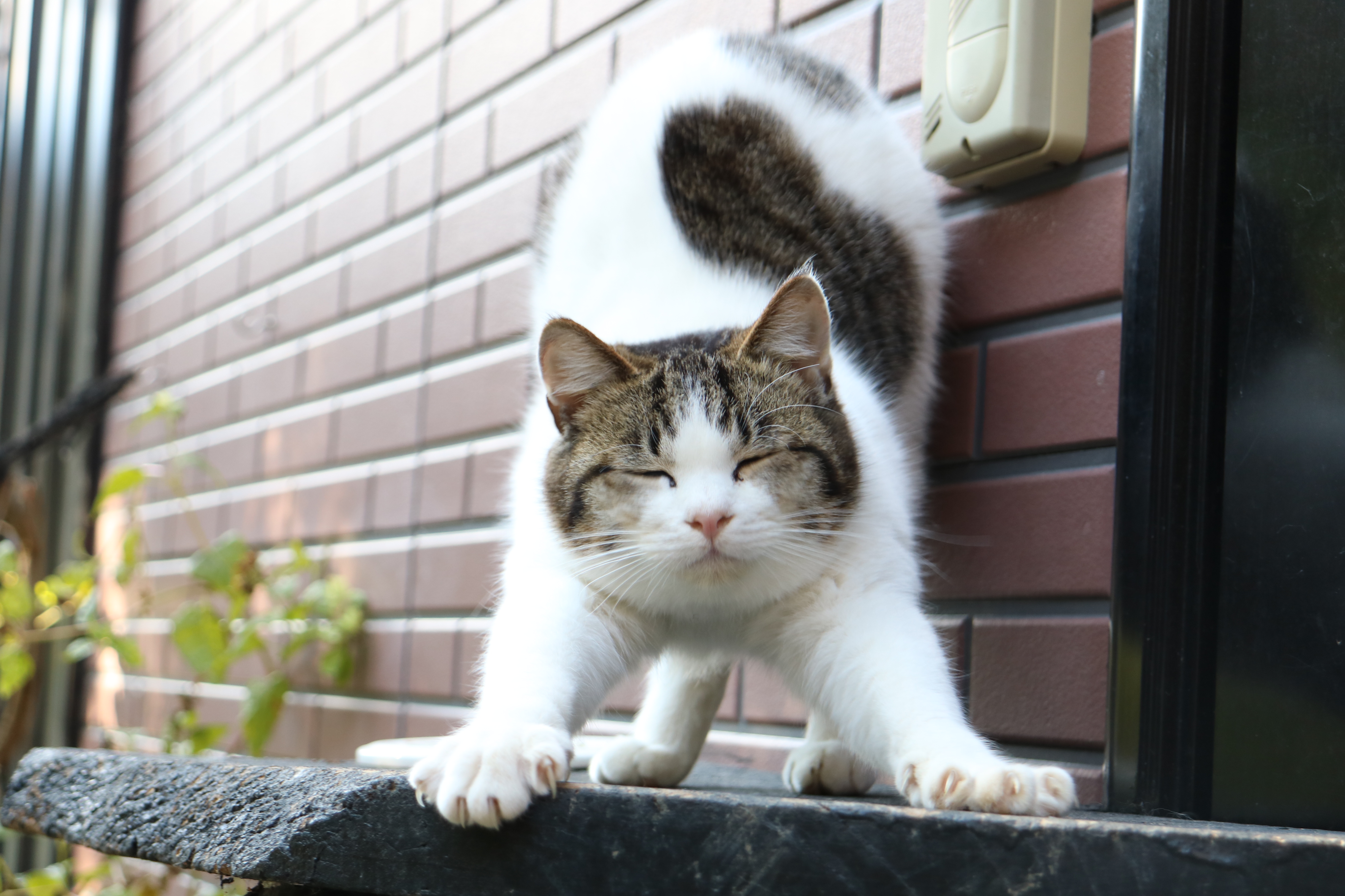 看板ネコ「ラブ」