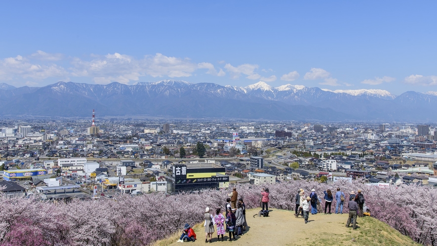 弘法山の桜