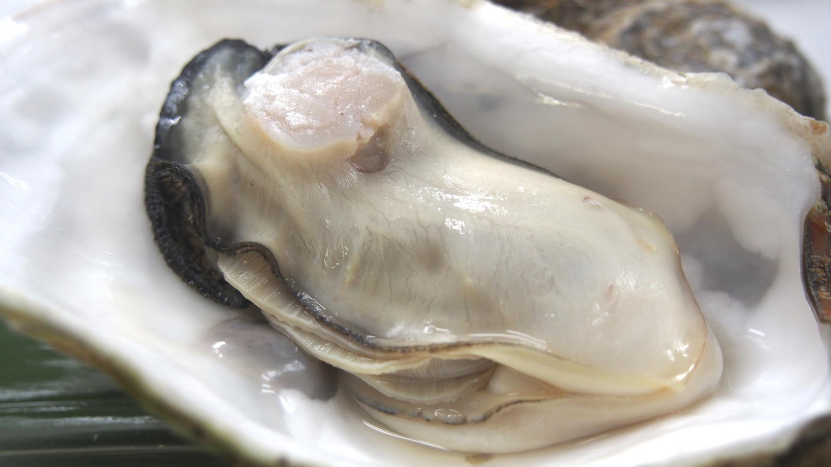 【旬を味わう極上冬旅プラン】メカジキしゃぶしゃぶ＆牡蠣の松前蒸し♪