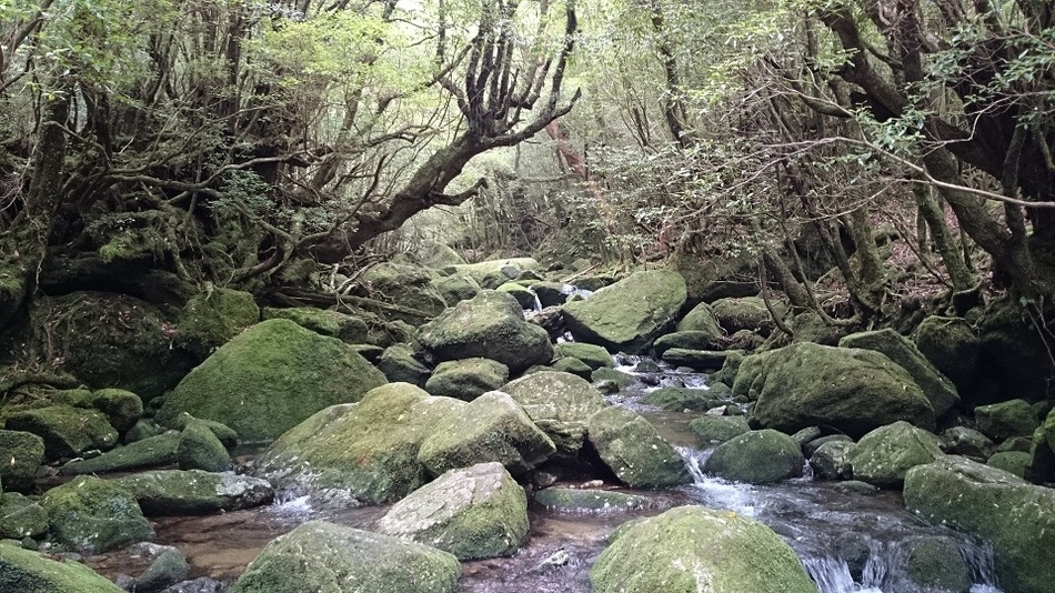 【南の宝箱 鹿児島】【グレードアップ】屋久島の「新ブランド」‘縄文牛‘を焼き肉で♪【1泊2食】
