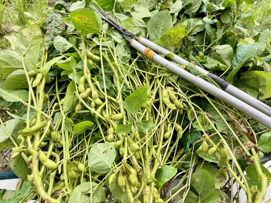 【期間限定】【県民限定】丹波篠山黒枝豆収穫体験プラン