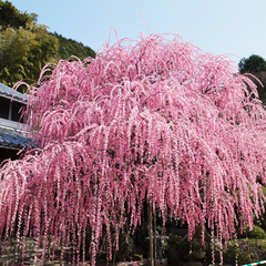 村上邸・しだれ梅