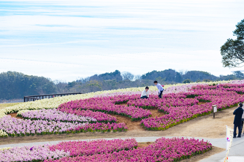 花さじき