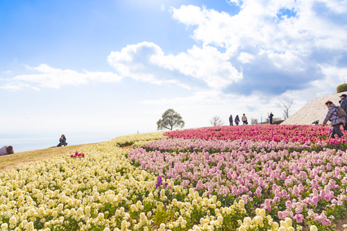 花さじき