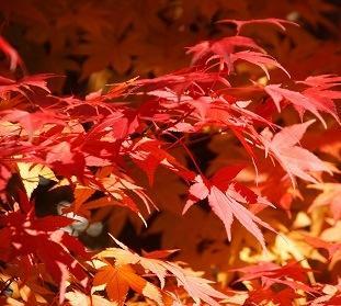 京王プラザホテル八王子 - 写真 116