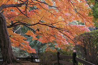 秋　（紅葉）