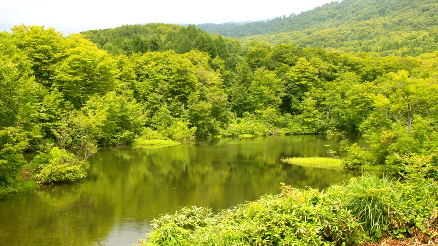 【大自然】宿の直ぐ傍の五色沼。深緑の季節はより一層美しく、エメラルドグリーンに輝きます。