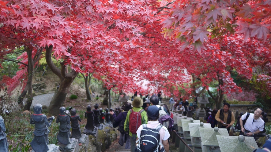 *［秋の大山阿夫利神社］本堂前の石段を覆う真っ赤なモミジが見物客の目を楽しませてくれます。