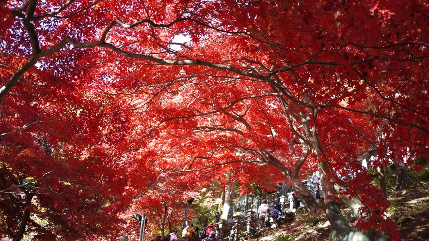 *［秋の大山阿夫利神社］本堂前の石段を覆う真っ赤なモミジが見物客の目を楽しませてくれます。