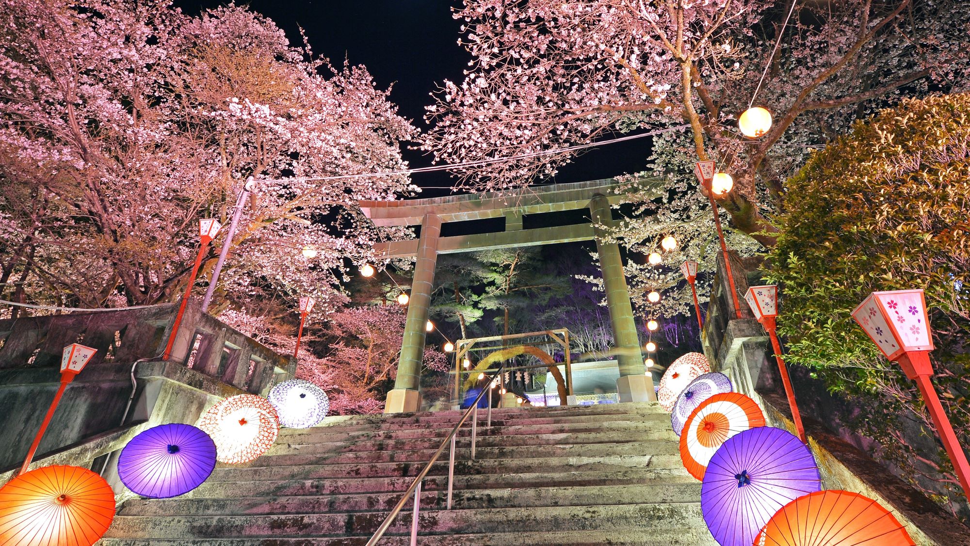 ■夜桜ライトアップ