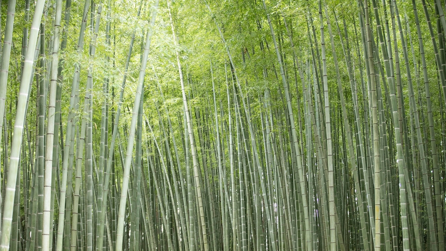 ■若竹の杜 若山農場