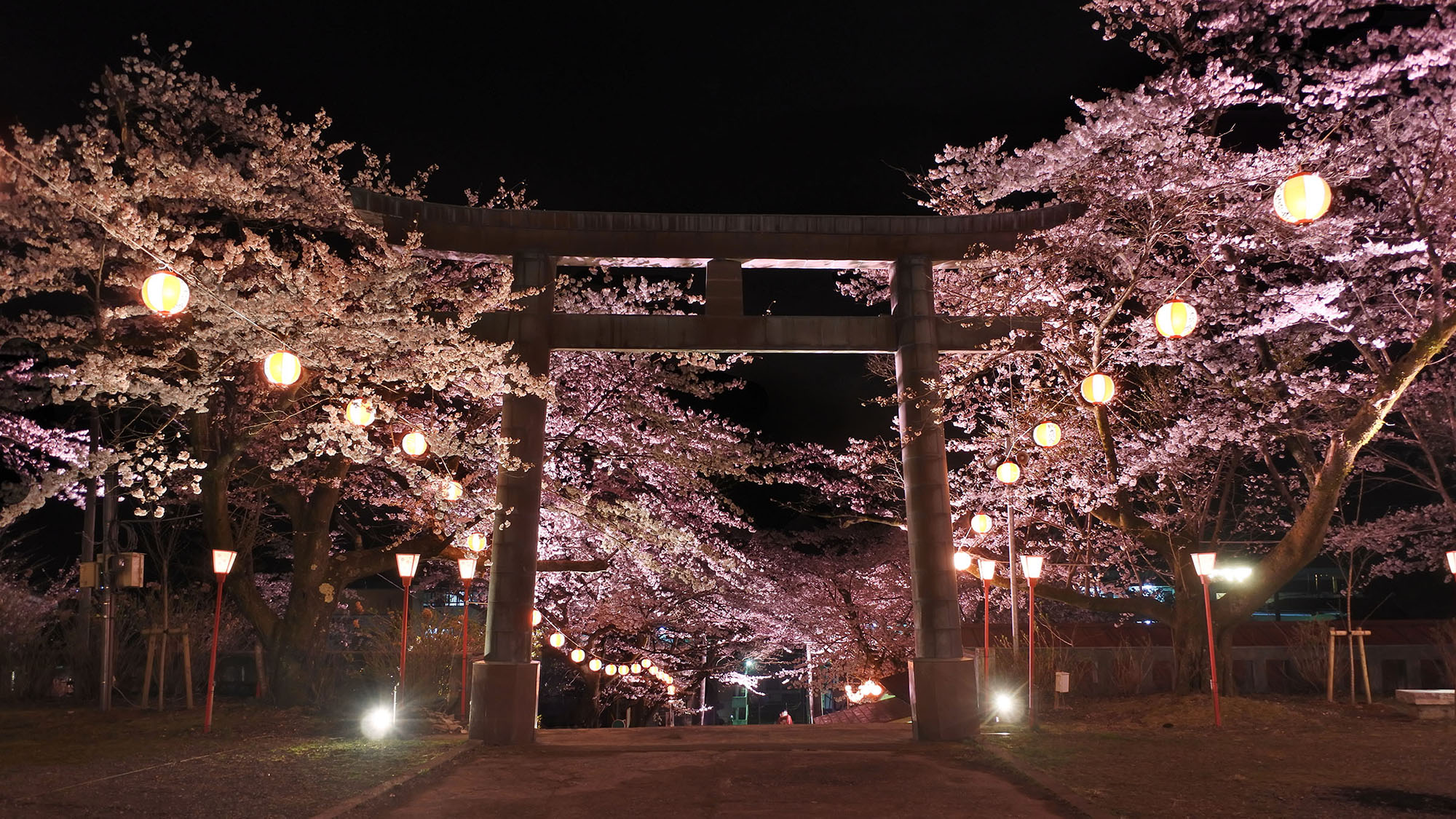 ■夜桜ライトアップ
