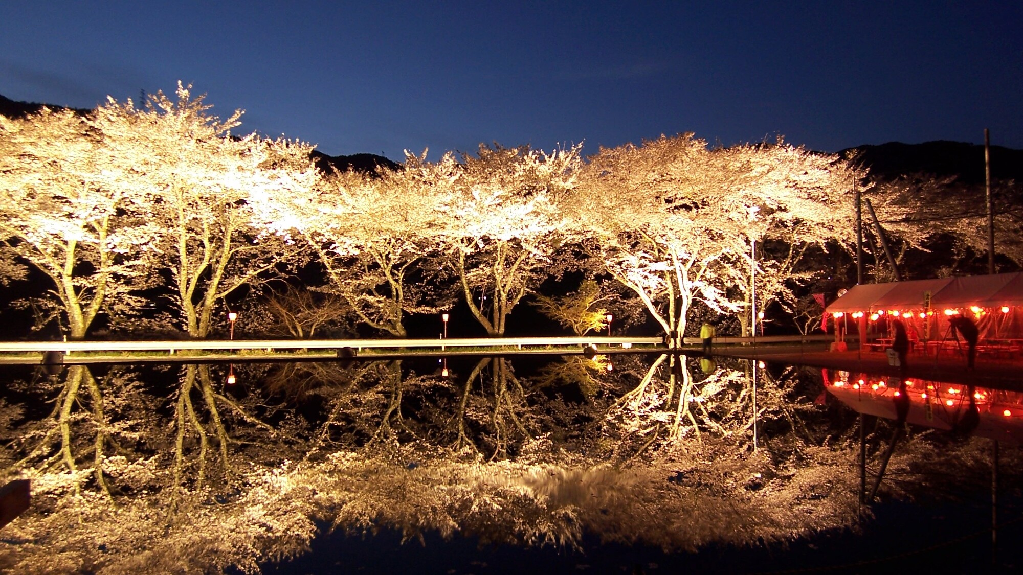 ◆八坂湖畔桜