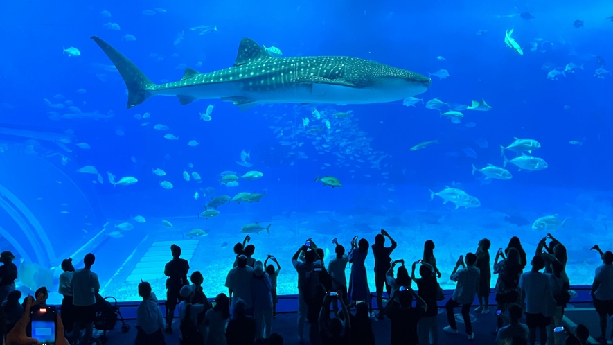 美ら海水族館