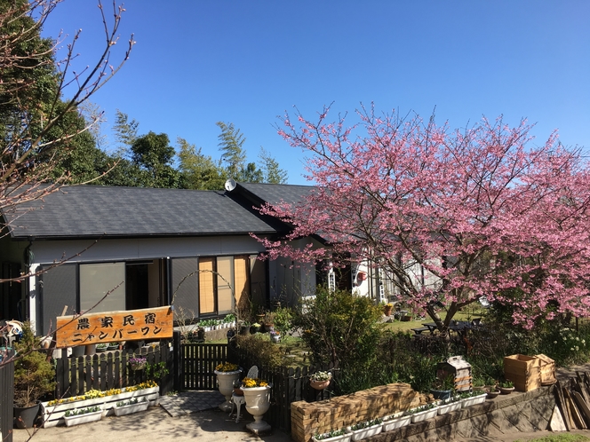 平成30年の桜