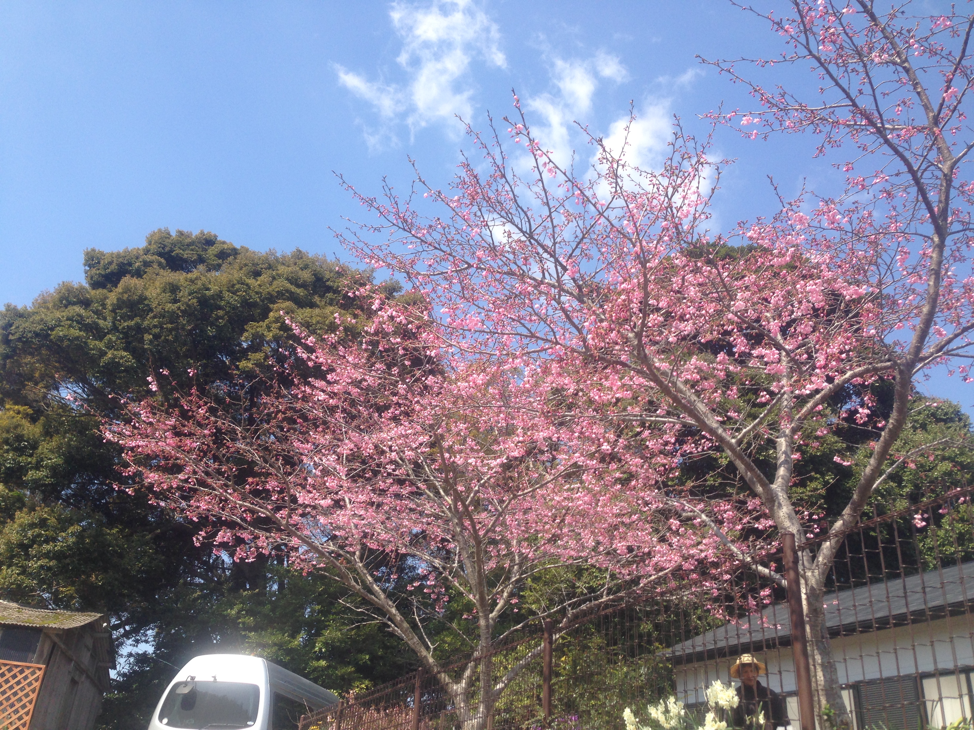ニャンバーワンの桜と青空