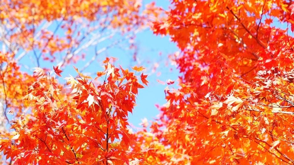 *【当館の敷地】分水嶺公園（秋-紅葉）