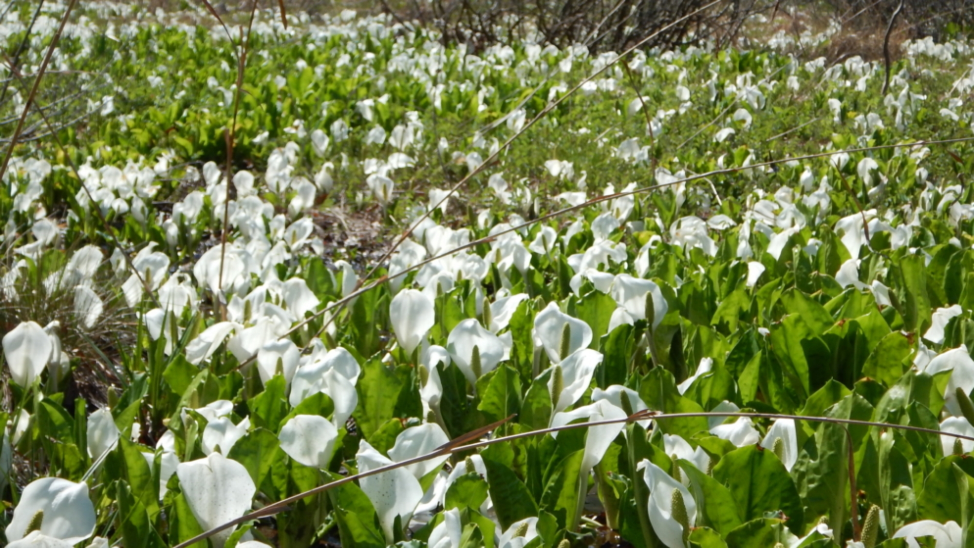＊【あやめ沢湿原ミズバショウ群生地】当館より車で3分