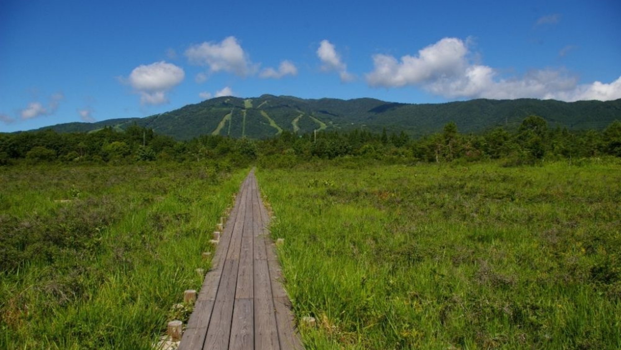 ＊【ひるがの湿原植物園】当館より車で1分・徒歩5分