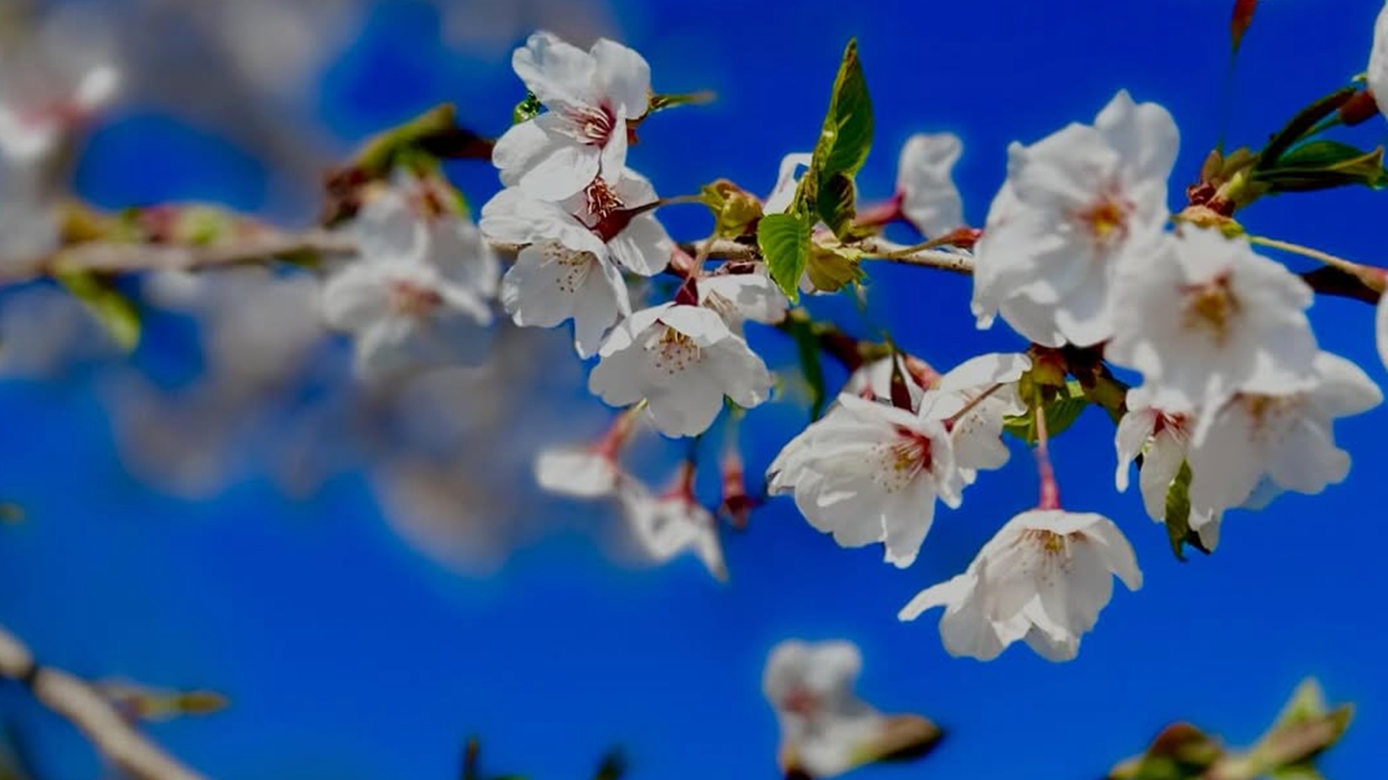 *【周辺】青空に映える桜（見ごろは４月中旬～５月はじめ）