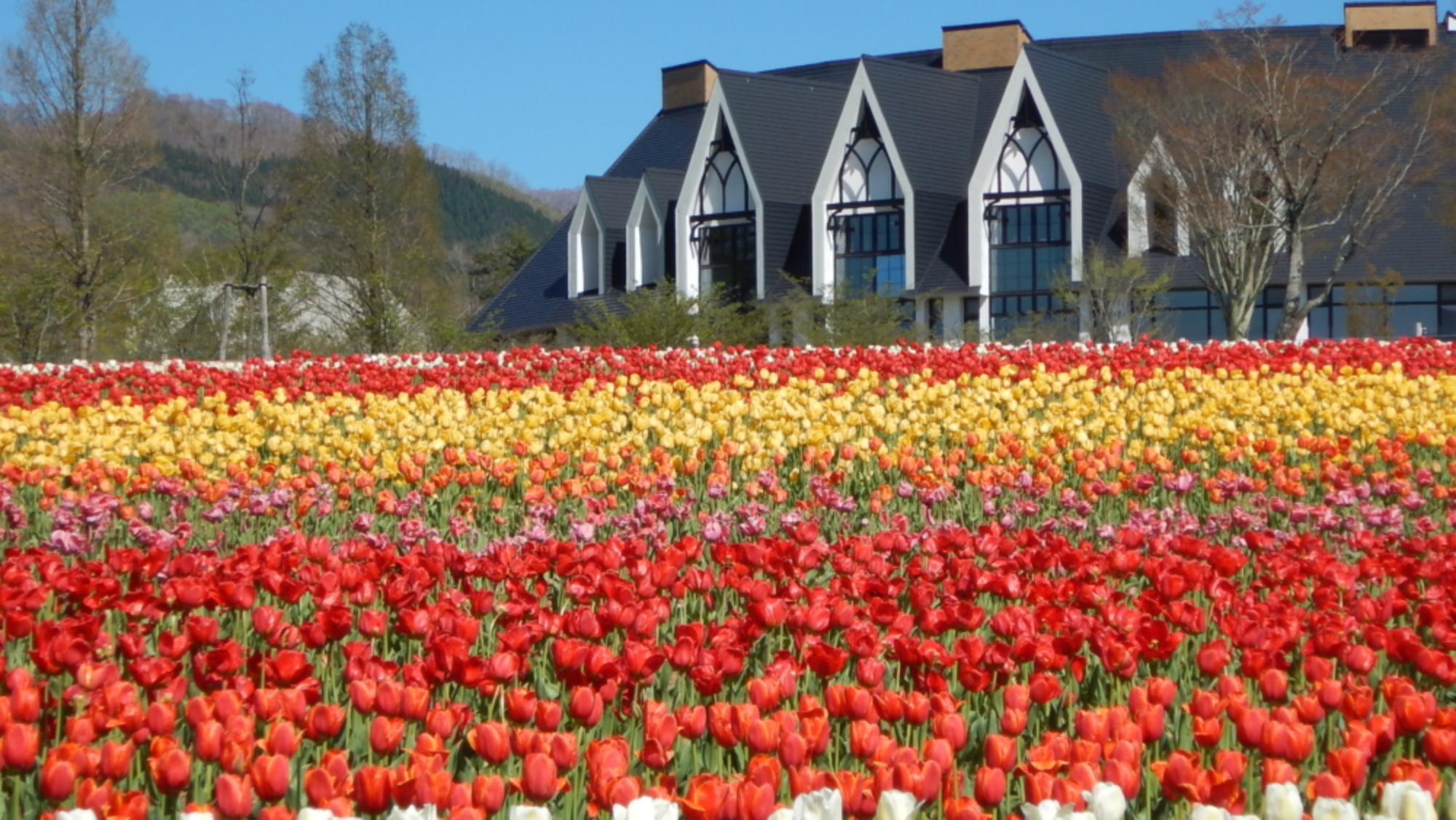 ＊【ひるがの高原 牧歌の里（花畑）】当館より車で7分
