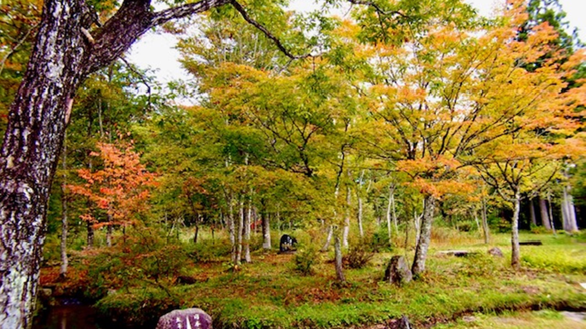 【分水嶺公園】1年で最も美しい紅葉シーズン