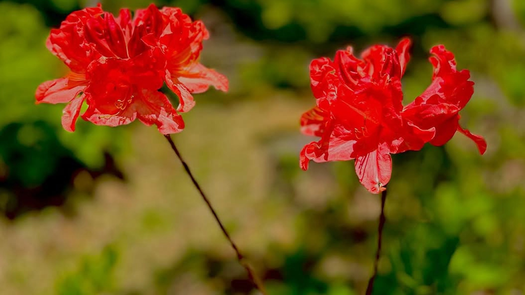 *【当館の敷地】分水嶺公園内のレンゲツツジ