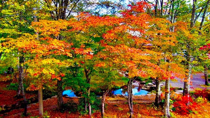 【分水嶺公園】1年で最も美しい紅葉シーズン